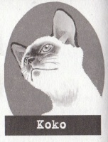 Koko